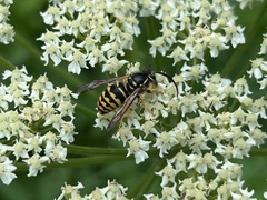 Dolichovespula arenaria