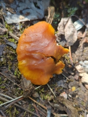 Calocybe naucoria