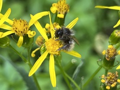 Bombus