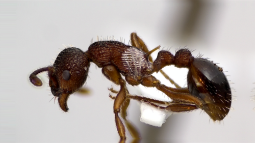 American Furrowed Ant