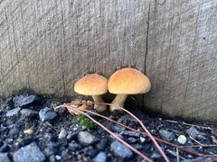Gymnopilus allantopus