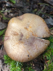 Agaricus