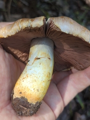 Agaricus