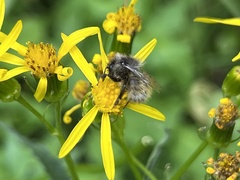 Bombus