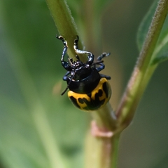 Labidomera clivicollis