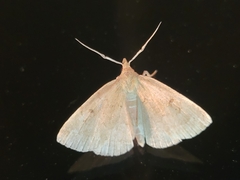 Phalaenostola metonalis