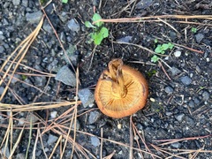 Gymnopilus allantopus