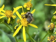 Bombus