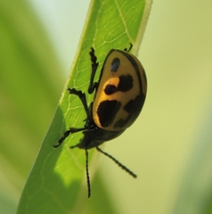 Labidomera clivicollis