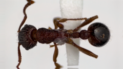 Myrmica americana