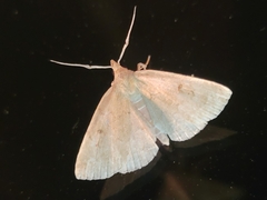 Phalaenostola metonalis