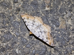Macaria adonis