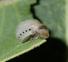 Labidomera clivicollis
