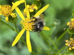 Bombus