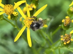 Bombus