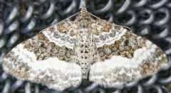 Epirrhoe alternata