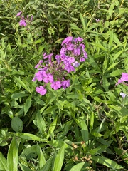 Phlox paniculata