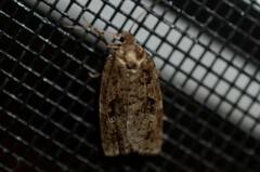 Choristoneura fumiferana