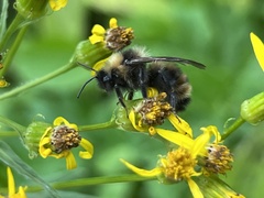 Bombus flavidus flavidus