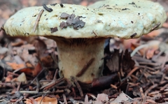 Lactarius deliciosus