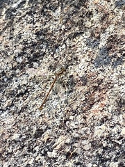 Lestidae