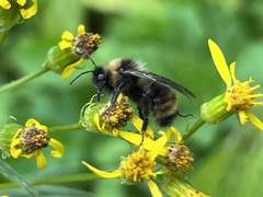 Bombus flavidus flavidus