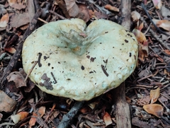 Lactarius deliciosus
