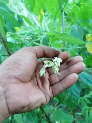 Dictyanthus