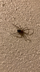 Steatoda grossa