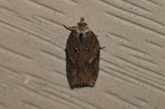 Acleris