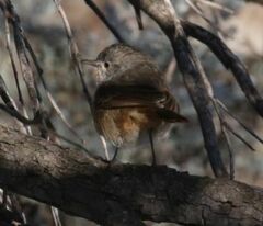 Pyrrholaemus brunneus