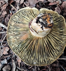 Lactarius deliciosus