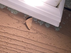 Zanclognatha marcidilinea