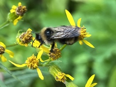 Bombus flavidus flavidus