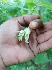 Dictyanthus