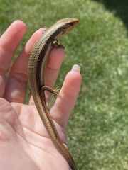 Plestiodon skiltonianus skiltonianus