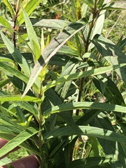 Asclepias incarnata