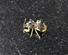 Phymata pennsylvanica