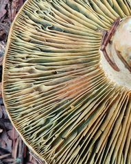 Lactarius deliciosus