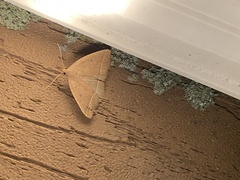 Zanclognatha marcidilinea