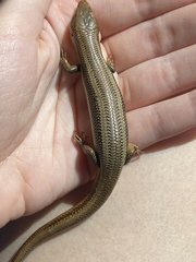 Plestiodon skiltonianus skiltonianus