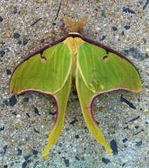 Actias luna