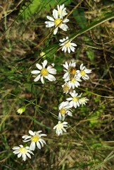 Solidago ptarmicoides