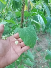 Dictyanthus