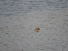 Tachybaptus ruficollis