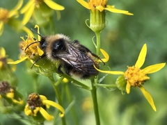 Bombus flavidus flavidus