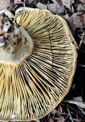 Lactarius deliciosus
