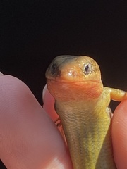 Plestiodon skiltonianus skiltonianus