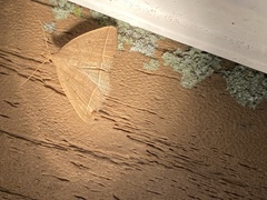 Zanclognatha marcidilinea