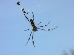 Trichonephila senegalensis